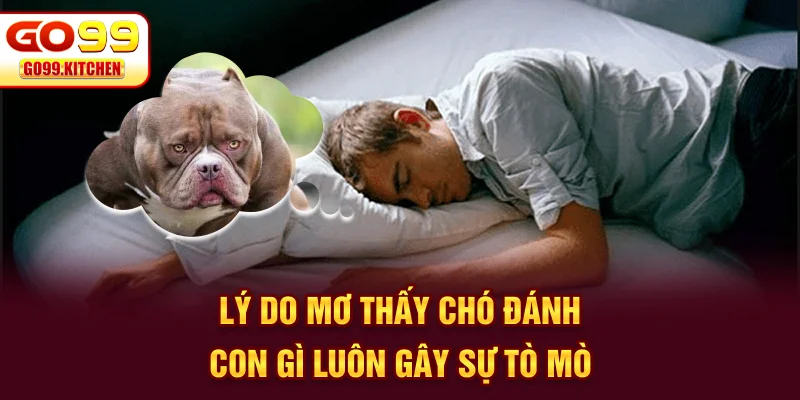 Lý do mơ thấy chó đánh con gì luôn gây sự tò mò